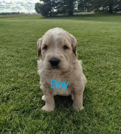 F1 Goldendoodle Puppies (READY to GO), View more