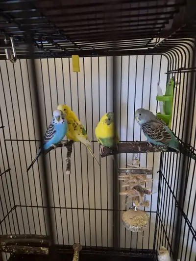 For sale 4 budgies with cage, View more