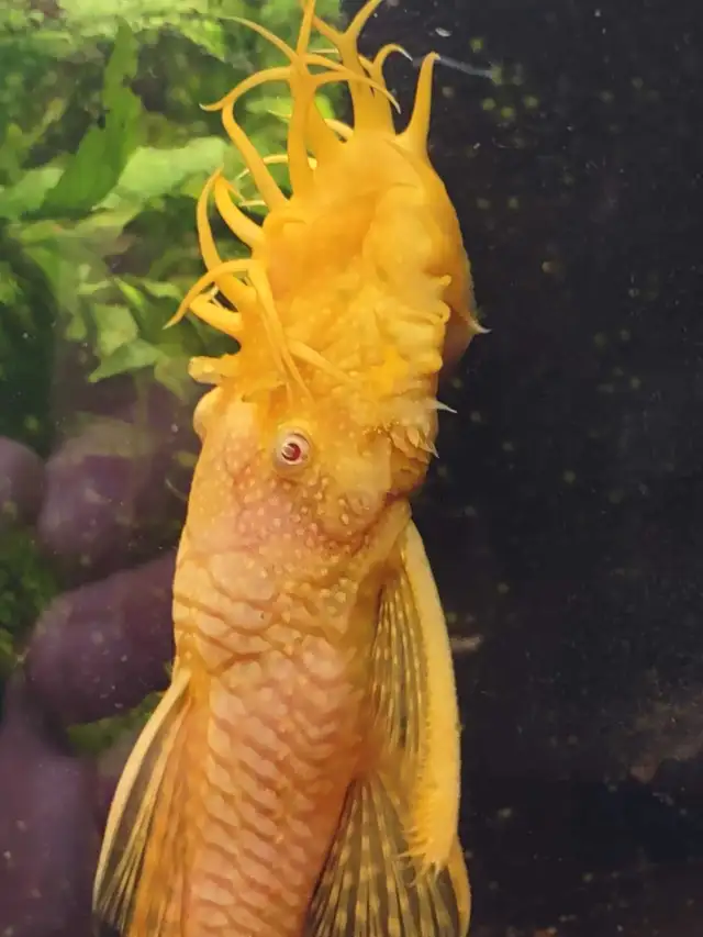 Albino Bristlenose Pleco in Fish for Rehoming in Mississauga / Peel Region - Image 8