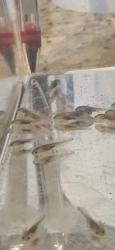 Baby axolotls $40 each or I can do a deal for 3 or more. Their about 1 and half to 2 inches longs. T...