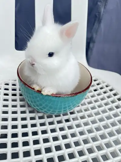 Netherland dwarf female bunny, View more