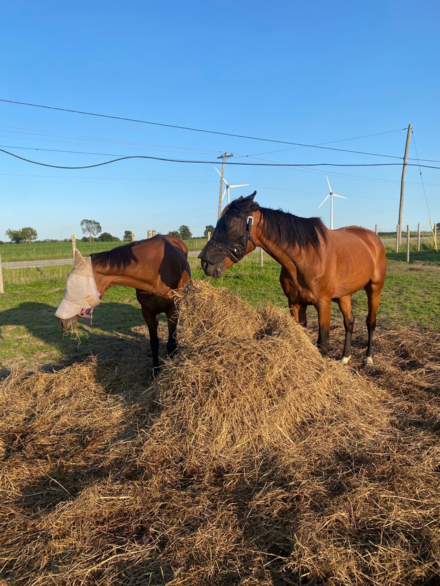 Boarding Available in Equestrian & Livestock Accessories in Hamilton - Image 2