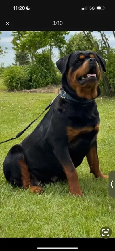 *** ROTTWIELER PUPPIES ***, View more