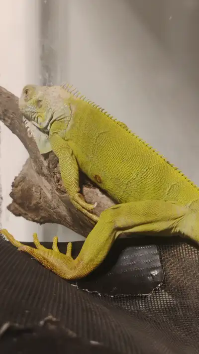 Iguana for sale, View more