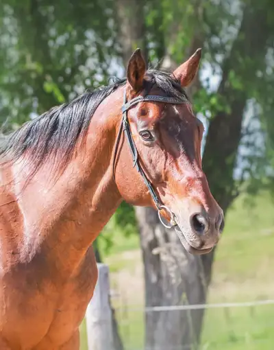 Warmblood Gelding, View more