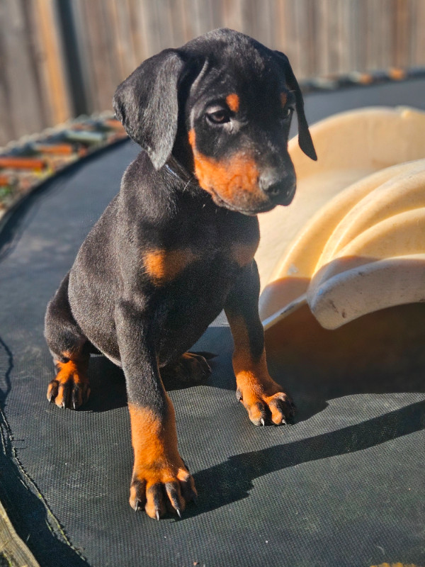 READY NOW! Purebred Doberman puppies ONLY A FEW LEFT in Dogs & Puppies for Rehoming in Mission - Image 4