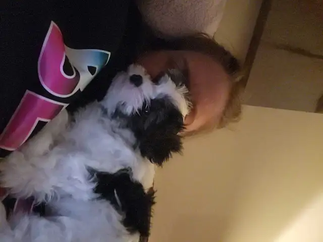 Puppies for Sale in Dogs & Puppies for Rehoming in Petawawa - Image 3