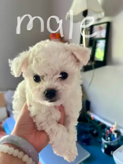 Teacup Bichon Puppies, View more
