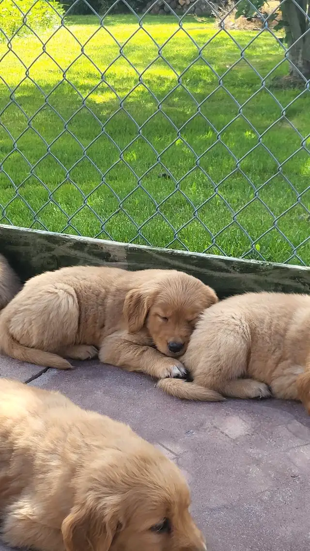 goldenretriver in Dogs & Puppies for Rehoming in Victoriaville - Image 8