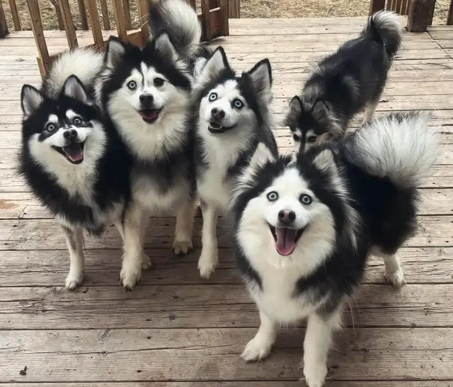 Pomsky mini F4,F4b in Dogs & Puppies for Rehoming in Longueuil / South Shore - Image 9