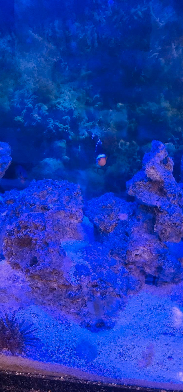 saltwater Fish in Fish for Rehoming in Oshawa / Durham Region - Image 2