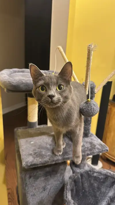 kitten to rehome, View more