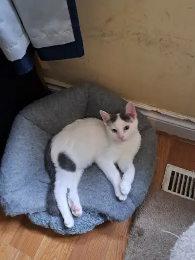 17 weeks old, kittens, two males one female, View more