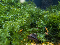 Subwassertang - Süsswassertang - Plantes pour aquarium