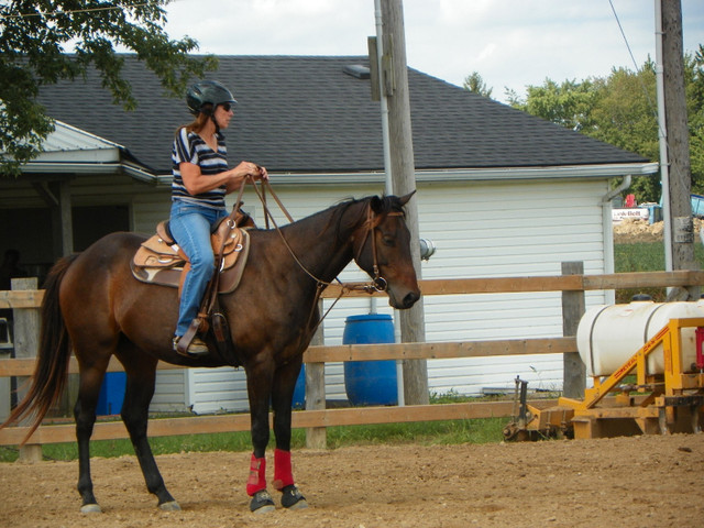 Horse for part board lease in Horses & Ponies for Rehoming in Windsor Region - Image 3