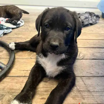 puppy looking for his forever home , View more