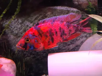 Cychlidee africains bébés à $5 ,plus gros femelle et mâle j6A3L5, View more