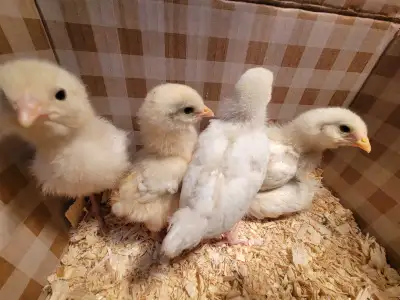 Healthy and strong chicks, they will lay blue-green, olive and brown eggs * Vaccinated et treated *...