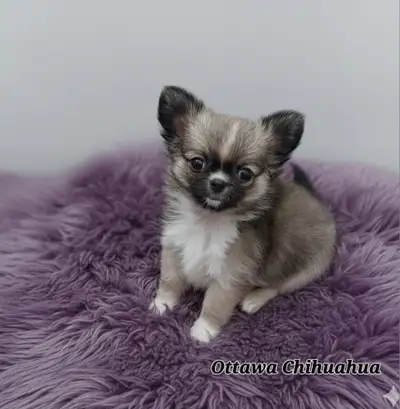 They are currently dreaming of a "Home for the Holidays"—could it be yours? ❤️ We are for a very ser...