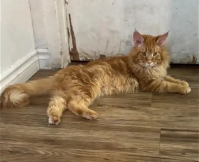chaton mixte Maine coon