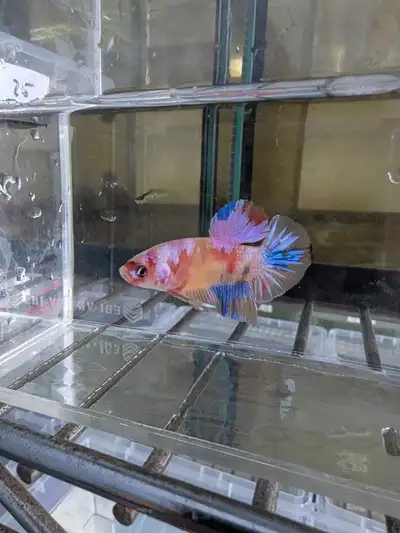 Pink candy male betta from Montreal, View more