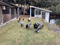 Taking spring orders for purebred Barred Rock chickens