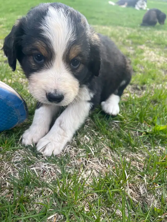 Bernedoodles in Dogs & Puppies for Rehoming in Prince George - Image 4