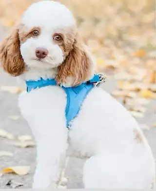 At Dusty Rose Doodles, our Toy, Miniature Multigenerational Goldendoodles are carefully bred for tem...