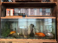 Fish tank / aquarium for sale