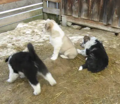 Farm Puppies for Sale, View more