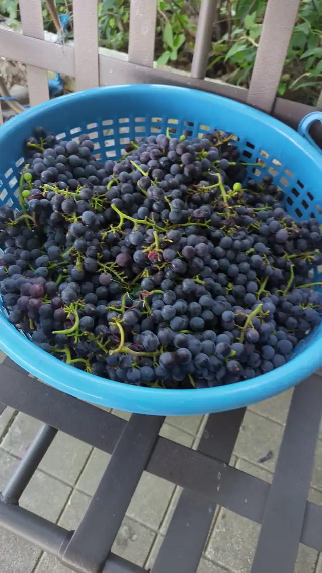 Organic  black seedless grapes for super sale