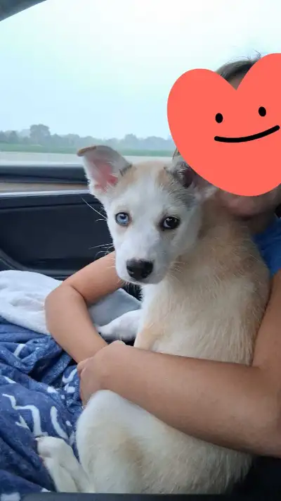 Pomsky Puppy+ Crate, View more