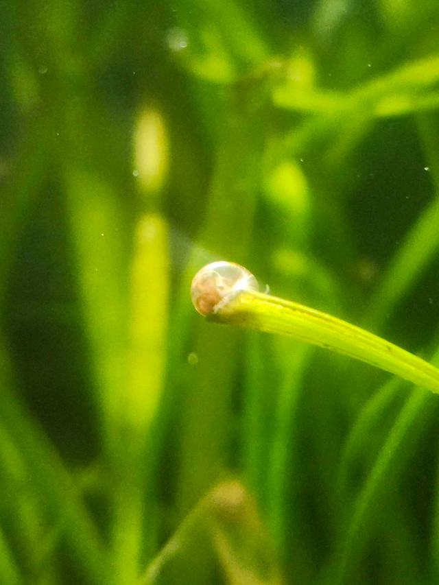 Free Baby Ramshorn Snails  in Fish for Rehoming in Oshawa / Durham Region