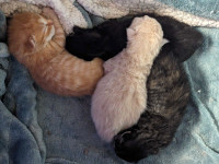 2 kittens 