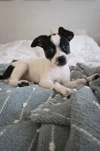 ✨ Magnifique Chiot ✨ Chihuahua femelles à vendre, View more
