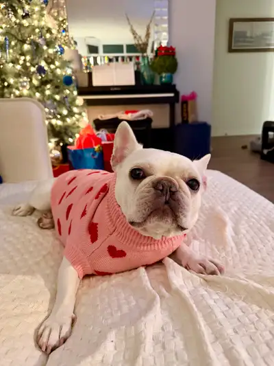French bulldog for rehoming, View more