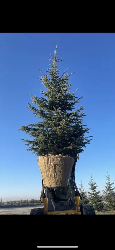 trees for sale in 32” baskets, View more