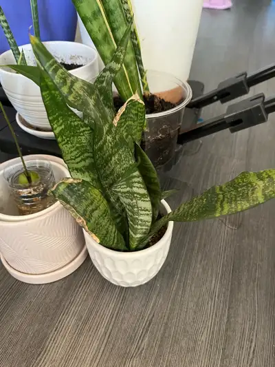 Well grown Plants, View more