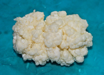 Milk Kefir Grains $5 in Health & Special Needs in Kitchener / Waterloo