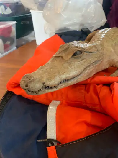 Caught this in my florida pool no longer need. Excellent condition Approx 3 feet long