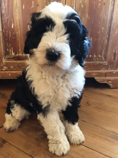 sheepadoodles, View more