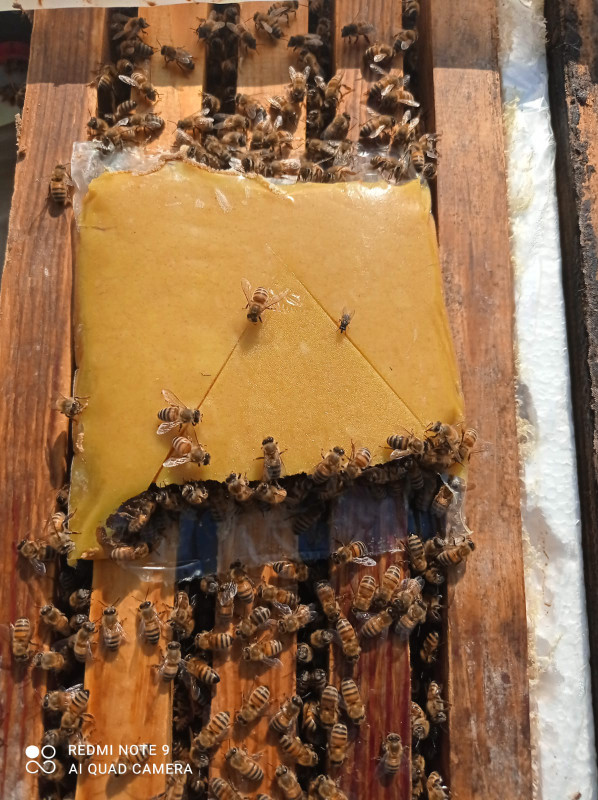 Honey Bee 4-Frame Nucs in Livestock in Delta/Surrey/Langley