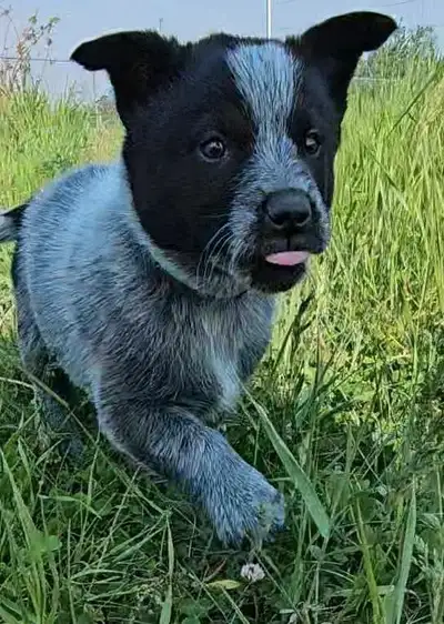 This is the most adorable litter we ever had! We have 1 male and 1 female blue heeler pup for sale!...