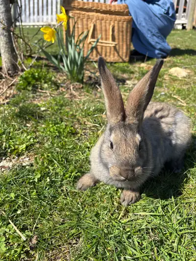 Flemish Giant Rabbits, View more