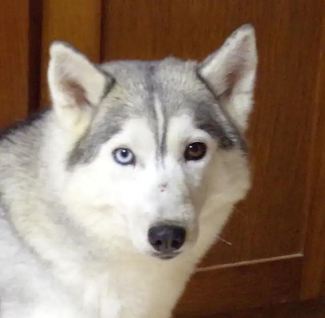 Registered Siberian Huskies in Dogs & Puppies for Rehoming in Hamilton - Image 6