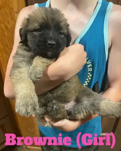3 Golden Retriever Mix Puppies, View more