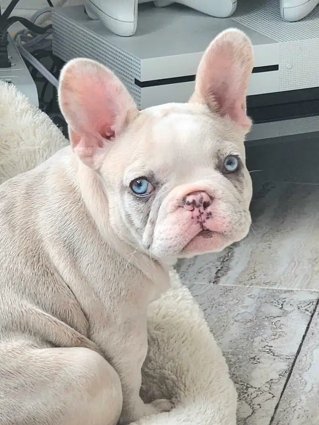 Bouledogue Français puppies in Dogs & Puppies for Rehoming in City of Montréal - Image 2