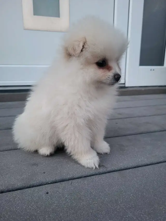 Pomeranian puppies in Dogs & Puppies for Rehoming in Winnipeg - Image 7