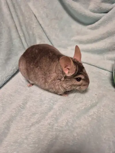 I have a two year old male tan chinchilla looking for his new home. He is sweet and lovable. He enjo...
