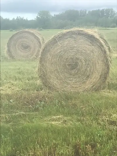 2024 bales still in the field. Baled, amazingly, without rain. Beautiful quality. Mixture of brome,...